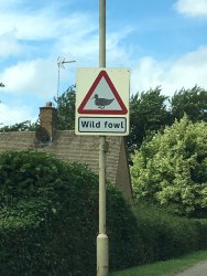 driving through the Cotswolds